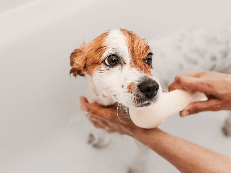 What you need to know about bathing your pet. 